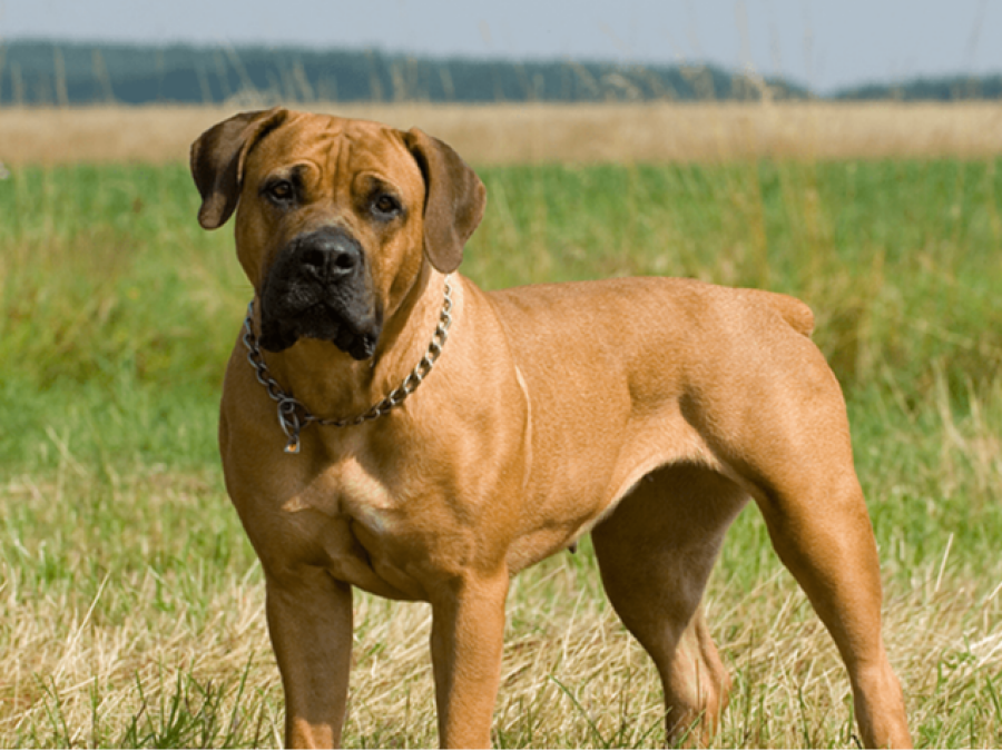 Imagem boerboel